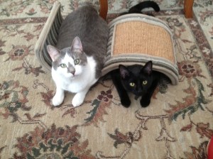 I love our cats Pepper and Helo