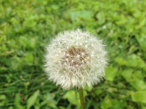 dandelion